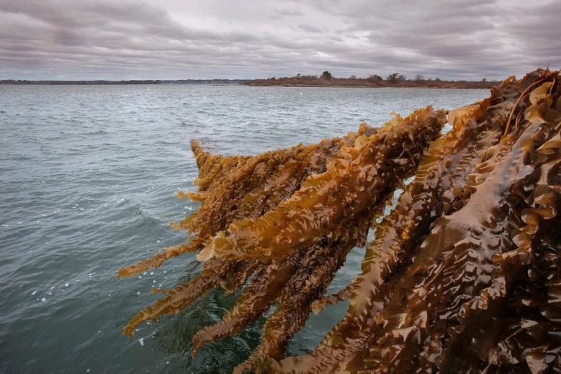 Kelp farm operated by Ocean Approved off of Chebeague Island