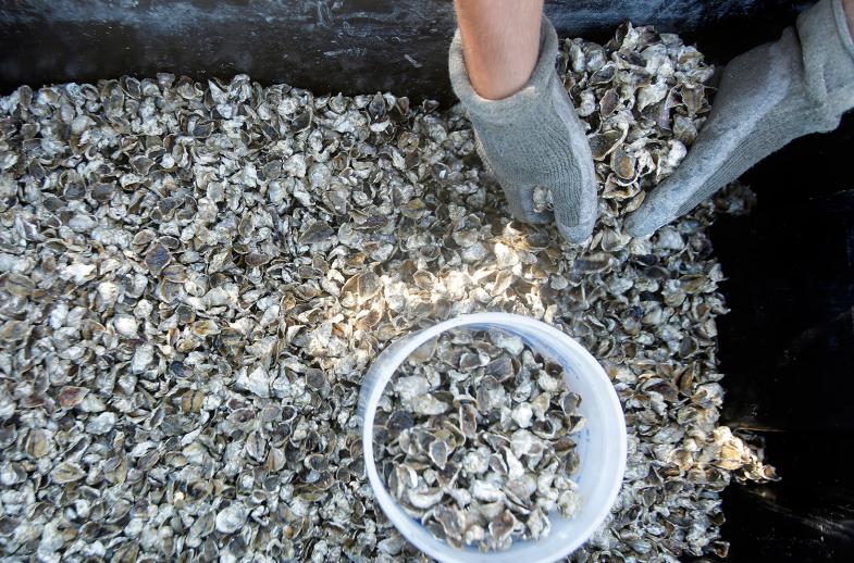 Basket Island Oysters