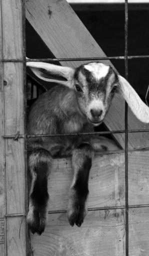 The goat herd grew to 70 this spring with many new kids.