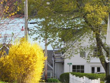 Forsythia in bloom.