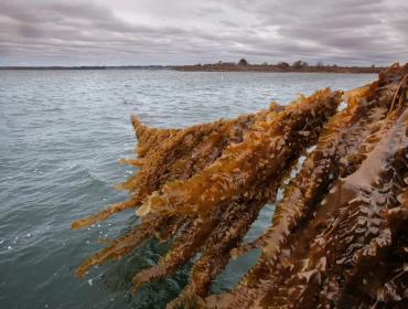 Kelp farm operated by Ocean Approved off of Chebeague Island