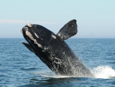 A North Atlantic right whale breaches in the Bay of Fundy. PHOTO COURTESY ANDERSON CABOT CENTER FOR OCEAN LIFE, NEW ENGLAND AQUARIUM