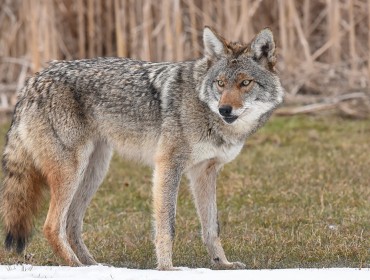 Eastern coyote