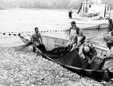 This image from the National Fisherman photo collection at the Penobscot Marine Museum in Searsport shows men harvesting herring, or sardines, in the Midcoast.