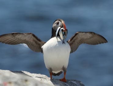 A puffin with a mouth full of fish. PHOTO: COURTESY PROJECT PUFFIN