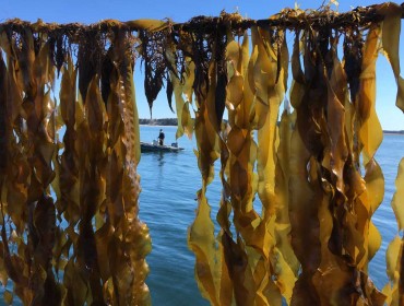 Kelp