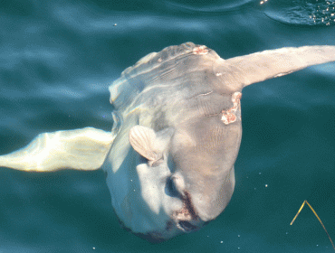 Mola mola, also known as the ocean sunfish.