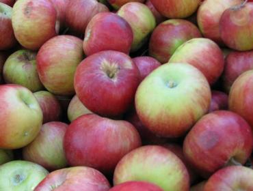 Apples ready for the press