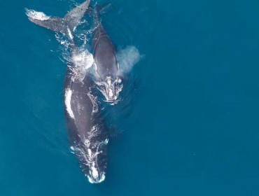 A female right whale and its calf.