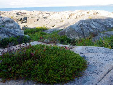 Crowberry on Schoodic