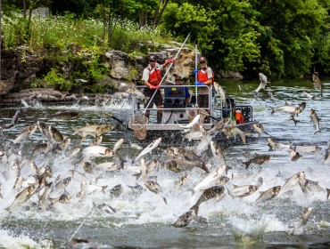 Silver carp jump in the Fox River.