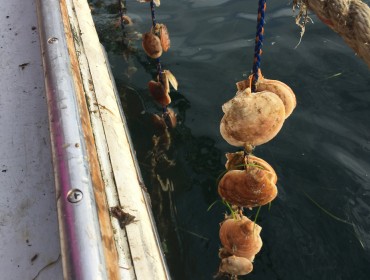 Scallops being grown on ropes.