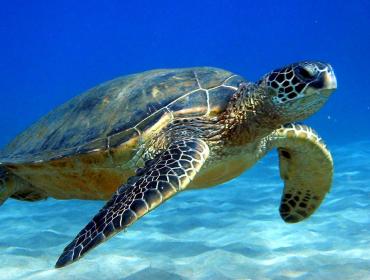 Sea turtle