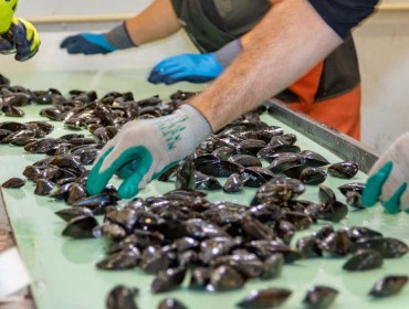 Sorting mussels