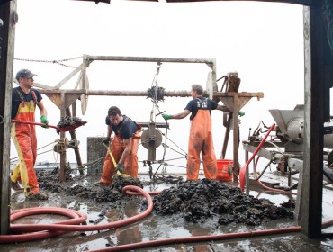 Harvesting mussels.