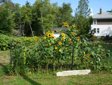 Islesboro community garden