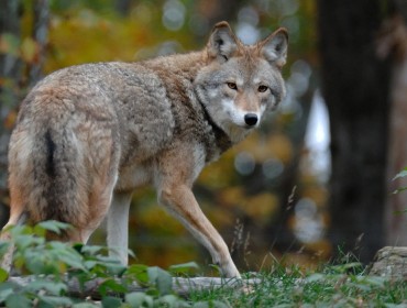 Coyote in Maine