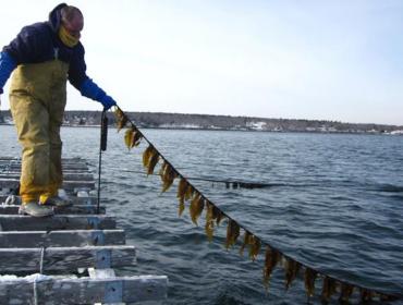 Paul Dobbins with kelp