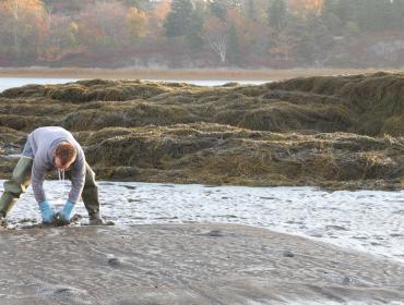 Inspecting clam beds.