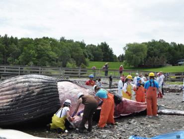 Whale necropsy underway.