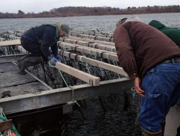 Mussel raft.