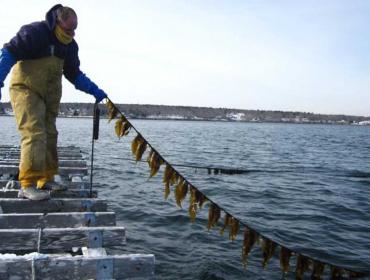 Kelp being grown