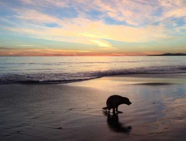 Dog on beach image