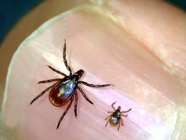 Adult and nymph ticks