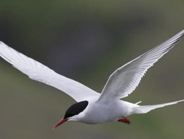 Arctic tern