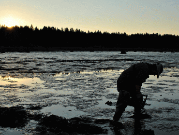 Digging for clams.