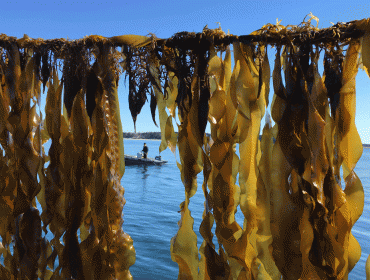 Ocean Approved's kelp lease site off Chebeague Island.