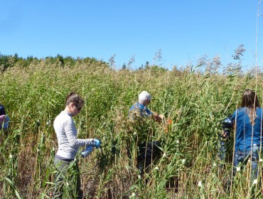 Volunteers work at removing invasive plants.