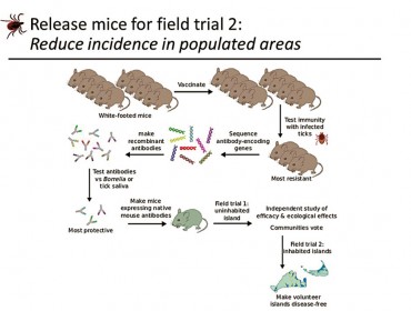 Diagram shows how mice program would work