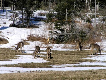 Deer in late winter.