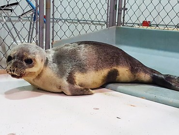 A juvenile hooded seal, found in Ogunquit.