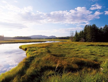 Salt marshes like this one are disappearing