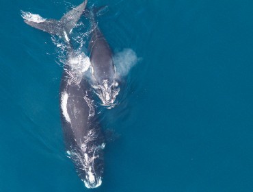 A mother right whale and her calf.