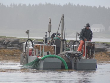 Harvesting seaweed