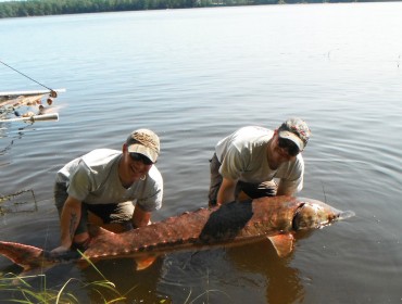 An Atlantic sturgeon that measured 7-feet