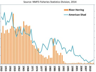 Graph showing shad landings.