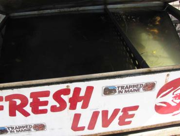 Fresh, live lobster