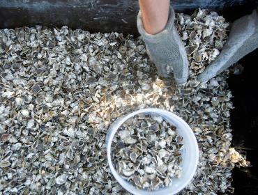 Basket Island Oysters