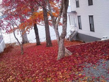 Leaves collect between two cottages