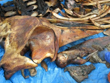 Some of the bones still show evidence of flesh.