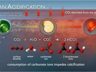 Chart shows how ocean acidification occurs.