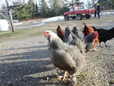 Sandy Oliver's chickens.