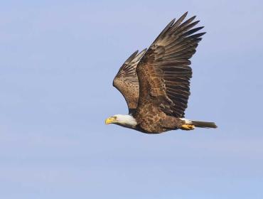 An eagle in flight.