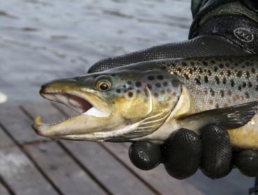 Atlantic salmon