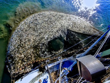 Menhaden—known colloquially as pogies—are pulled aboard.