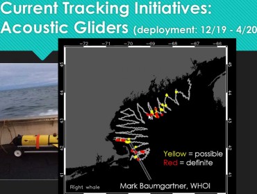 een in this screenshot is a map of right whale presence captured by an acoustic tracking glider deployed by the Woods Hole Oceanographic Institution earlier this year.